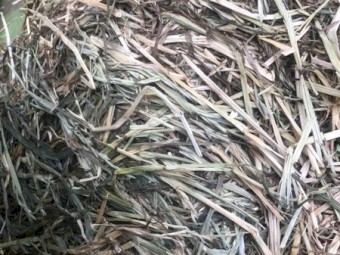 400+ Annual Ryegrass Hay 5x4 Rolls