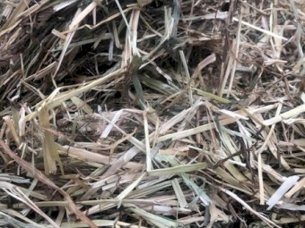 400+ Annual Ryegrass Hay 5x4 Rolls