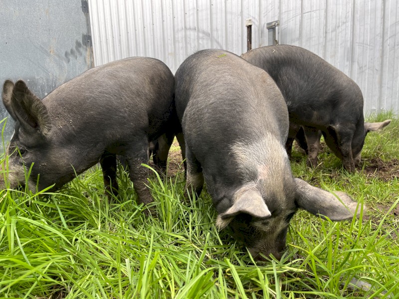 Pure Berkshire Pigs