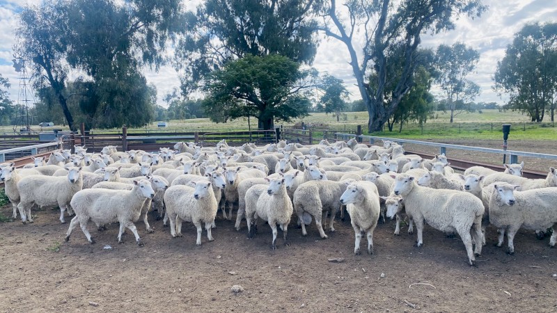 Pure Perendale 105 Ewes & 2 Rams