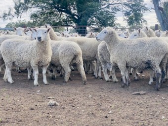 Pure Perendale 105 Ewes & 2 Rams