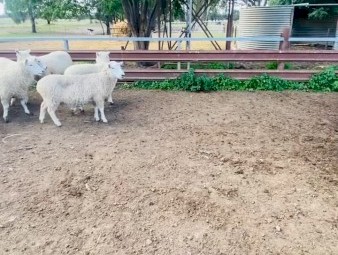 Pure Perendale 105 Ewes & 2 Rams