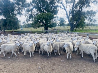 Pure Perendale 105 Ewes & 2 Rams