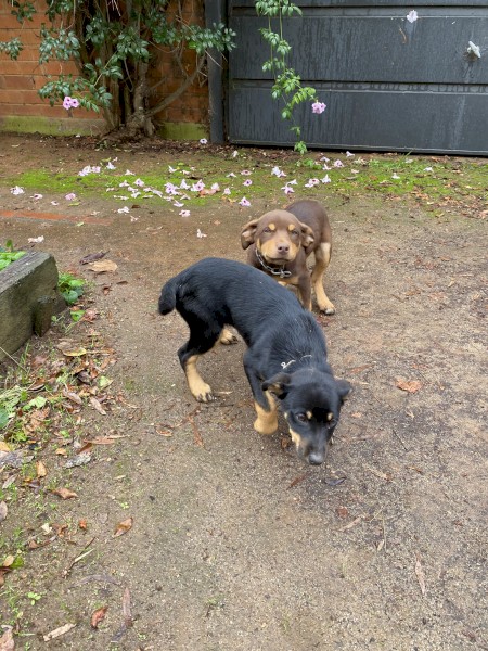 Kelpie Pups