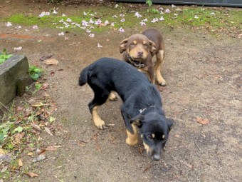 Kelpie Pups