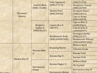 Started WKC registered purebred Kelpie 