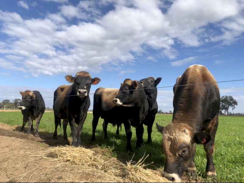 Jersey Bulls | Farm Tender