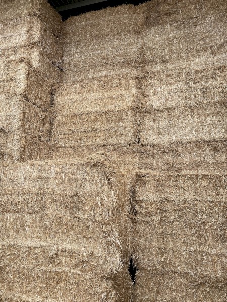 Shedded straw - current season