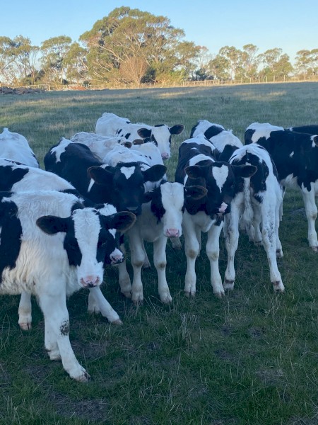 Friesian Bull Calves