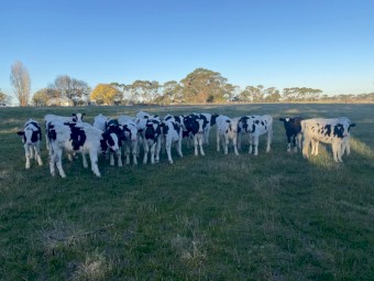 Friesian Bull Calves