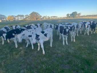 Friesian Bull Calves