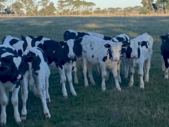 Friesian Bull Calves
