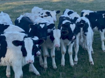 Friesian Bull Calves