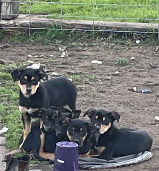 kelpie pups