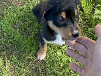 Kelpie pups. (Purebred)