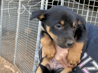 Kelpie pups. (Purebred)