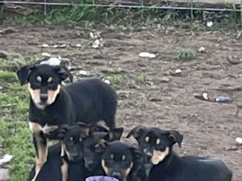 Kelpie pups. (Purebred)