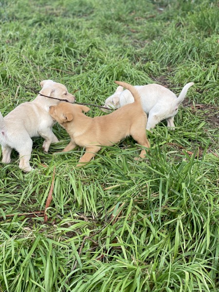 Female Purebred Cream Kelpie Pups