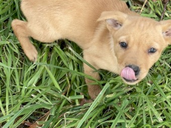 Female Purebred Cream Kelpie Pups