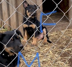 Kelpie pups 3 Sold