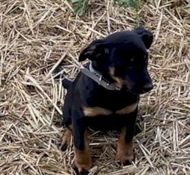 Kelpie pups 3 Sold