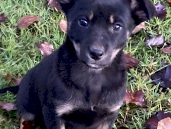 10 week kelpie pups