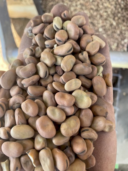 80t Samira Faba Beans