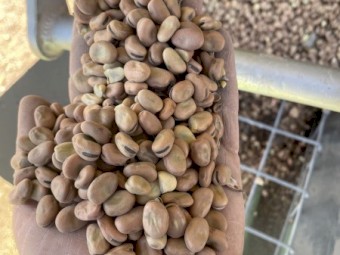 80t Samira Faba Beans