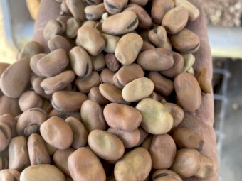 80t Samira Faba Beans