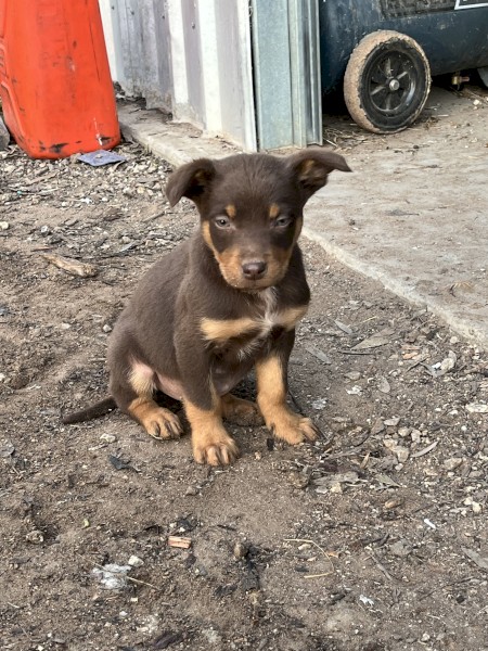 Male Kelpie/Koolie pup