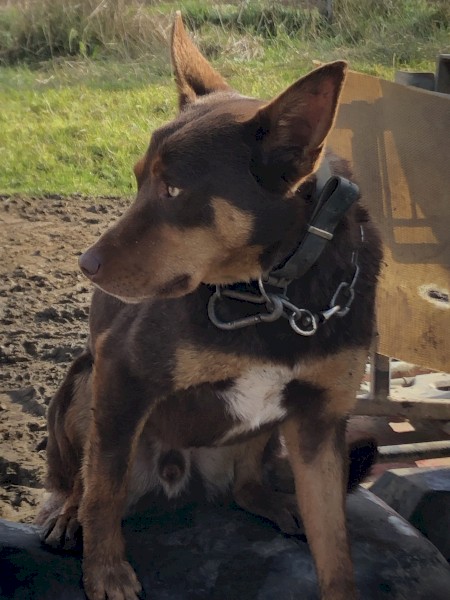 Working Dog - Beloka Bred