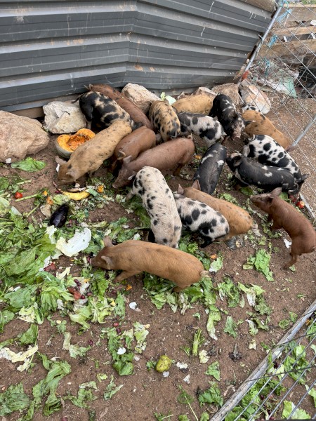 Berkshire X Duroc Piglets