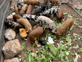 Berkshire X Duroc Piglets