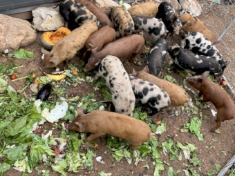 Berkshire X Duroc Piglets
