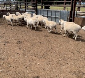 Aussie White Ewes 