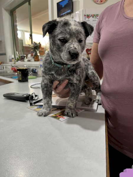 purebred blue heelers
