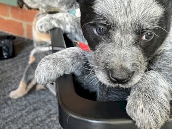 purebred blue heelers