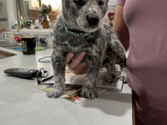 purebred blue heelers