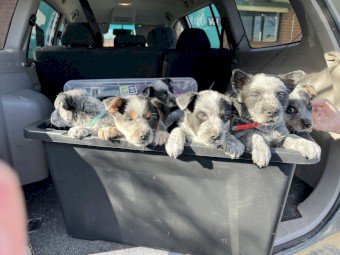 purebred blue heelers