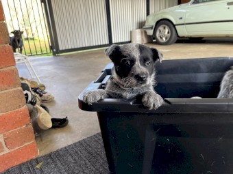purebred blue heelers