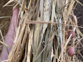B2 - Wheat Hay Rolls