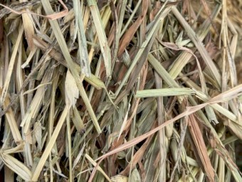 B3 - Oaten Hay - Rolls