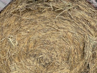 B3 - Oaten Hay - Rolls