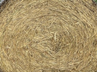 B2 - Oaten Hay Rolls