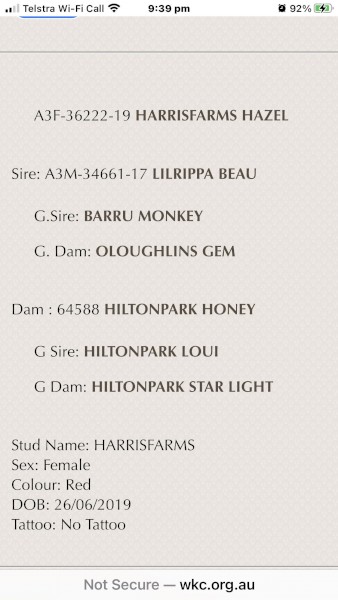 Purebred Kelpie Pups