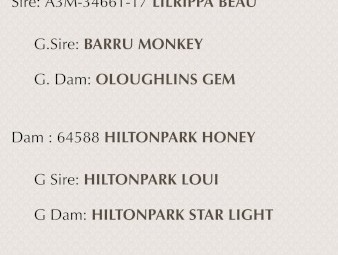 Purebred Kelpie Pups