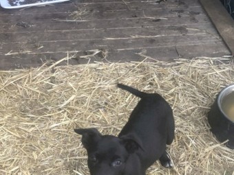 Purebred Kelpie Pups