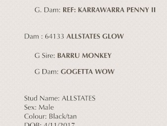 Purebred Kelpie Pups