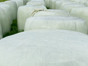 A1 Vetch Silage Rolls - NDF 42%