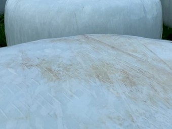 A1 Vetch Silage Rolls - NDF 46.9%